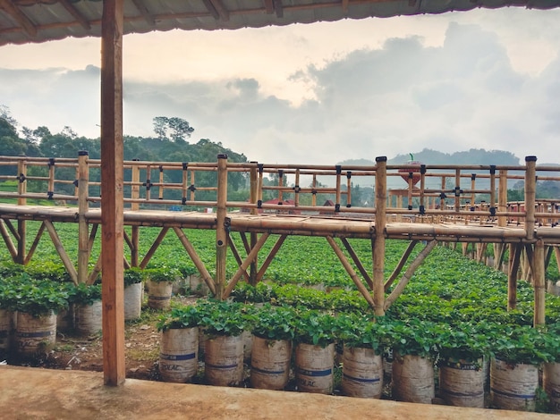 A row of coffee plants in a greenhouse with a sky background