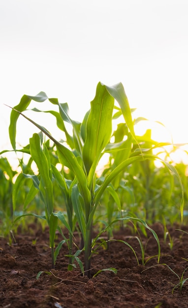 Row of corn crop in cultivated field with background sunlight 