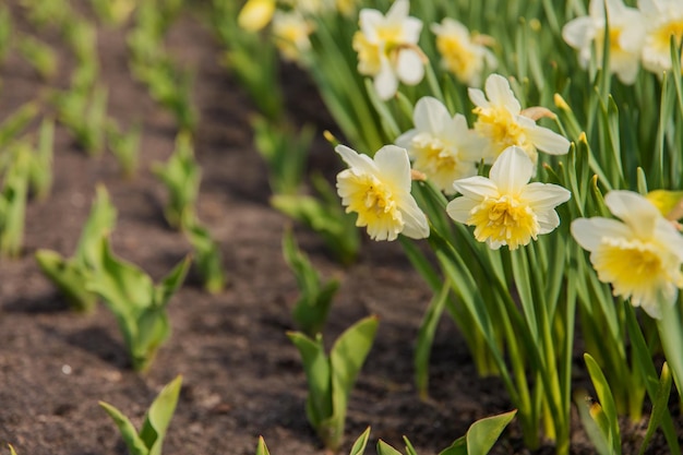 A row of daffodils with the word daffodils on the left side