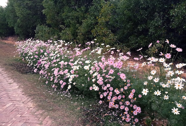 A row of daisies in front of a wall of trees