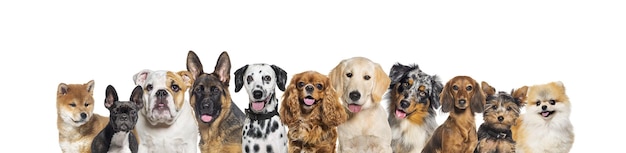 Row of different size and breed dogs over white horizontal social media or web banner with copy space for text Dogs are looking at the camera some cute panting or happy