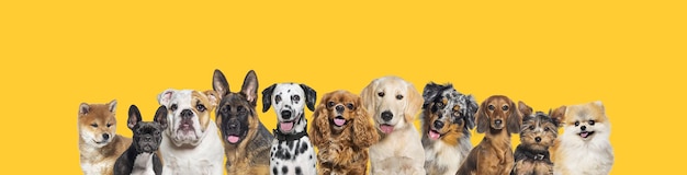 Row of different size and breed dogs over yellow horizontal social media or web banner with copy space for text Dogs are looking at the camera some cute panting or happy