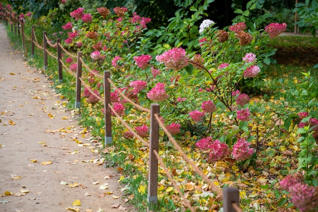 秋の庭の小道に沿ってピンクの花が咲くあじさいの茂みの列が生えています