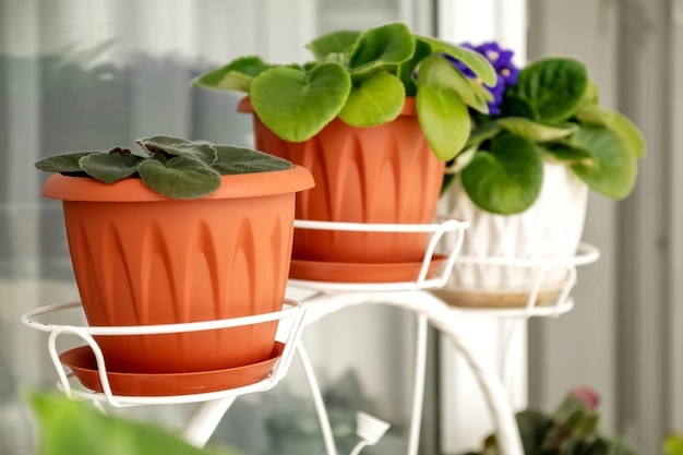 Row of flowerpots with houseplants on windowsill