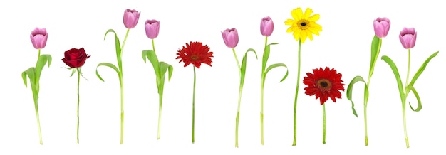 Row of flowers isolated on white