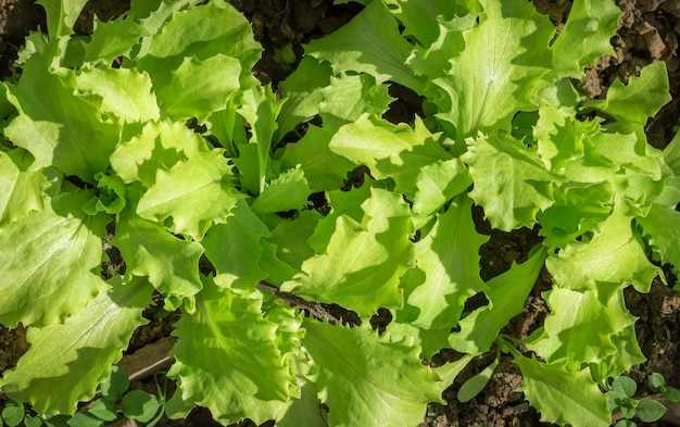 Row of green leaf lettuce growing in the garden