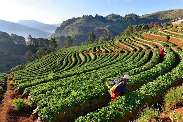 Row of green tea plantation in farm