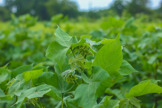 Row of growing Cotton field in India.