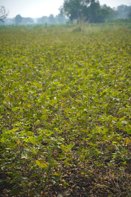 Row of growing green cotton field in india.