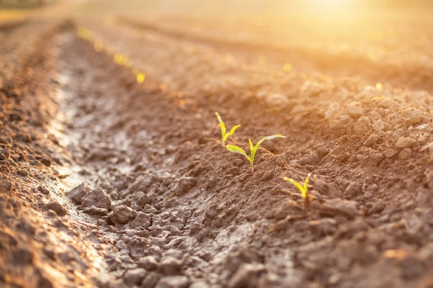 Row of land with deep soil to release water to corn field