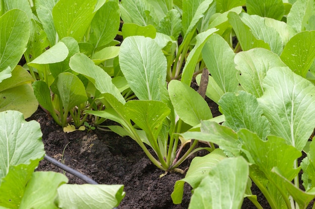 Row of lettuce salad in the vegetable garden