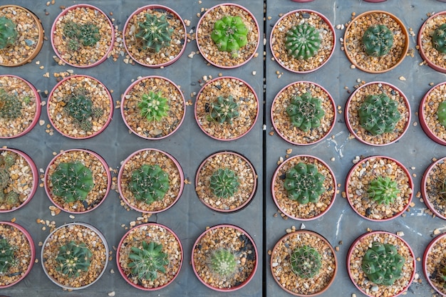 Ряд миниатюрного типа кактусового растения в фонте горшка
