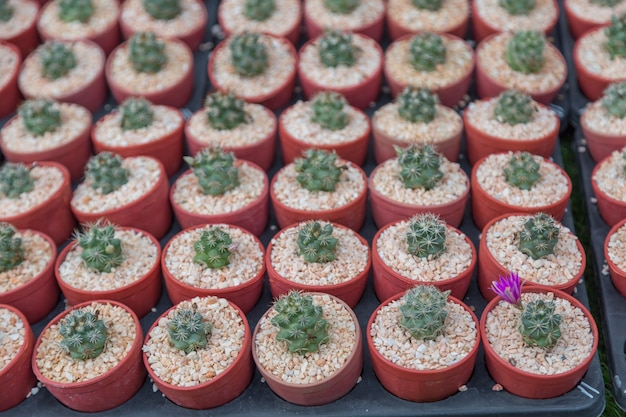 Row of mini variety type cactus plant in the pot background