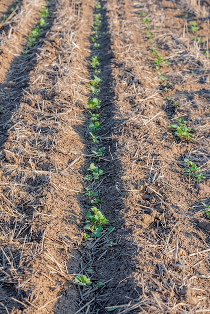 A row of newly germinated canola plants in a field on the Saskatchewan prairies