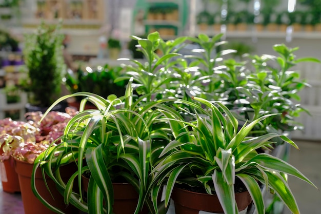 写真 ガーデンショップで販売されている鉢植えのchlorophytumcomosum植物の列。