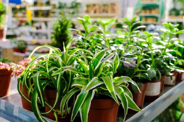 Фото Ряд горшечных растений chlorophytum comosum для продажи в садовом магазине.