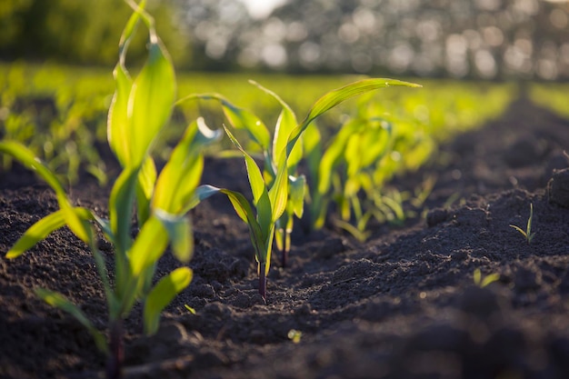 Ряд молодой кукурузы на поле выборочный фокус