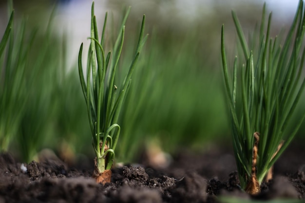 A row of onions sprouting from the soil