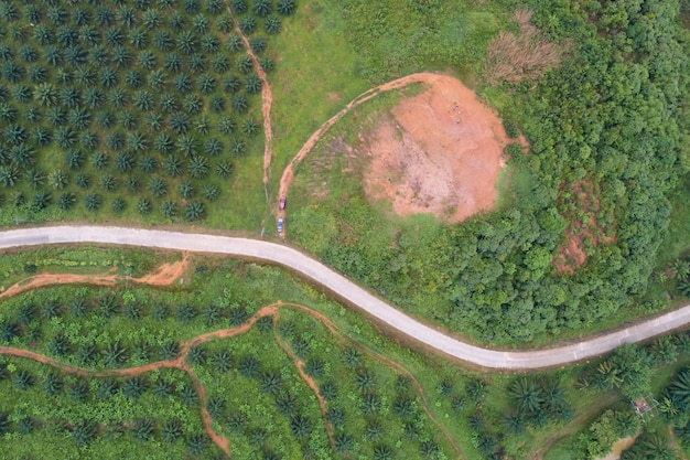 Ряд пальмовых плантаций сада на высокой горе в пхангнга таиланде вид с воздуха беспилотник высокий угол обзора