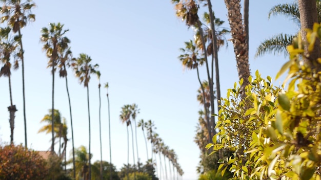 Row of palm trees city near los angeles california coast palmtrees by beach