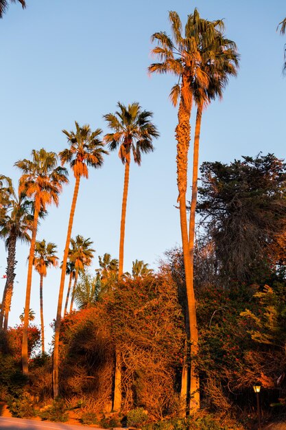 カリフォルニアの日没時のヤシの列。