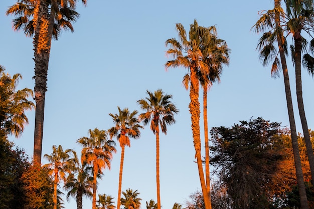 カリフォルニアの日没時のヤシの列。