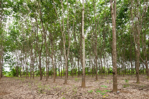 Row of para rubber plantation in South of Thailandrubber trees