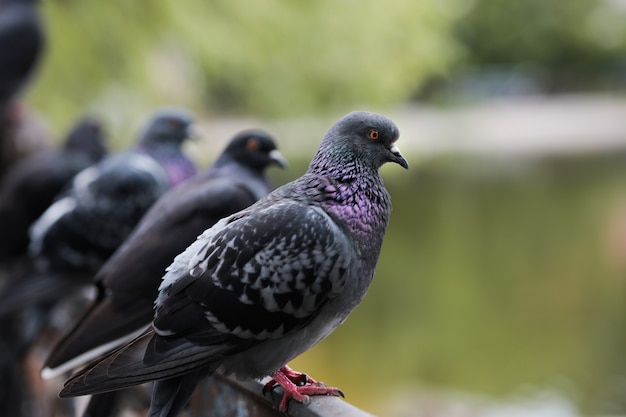 A row of pigeons sitting on a fence look at the park lake