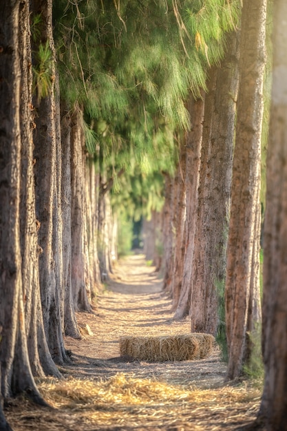 Fila di alberi di pino nel parco.