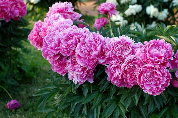 Photo row of pink peonies in bloom in the garden