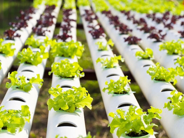 row of pipe in plantation of hydrophobic