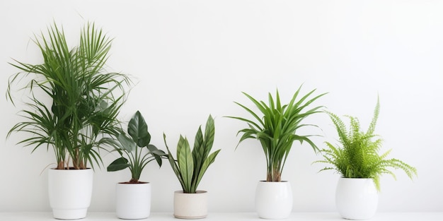 A row of plants in white pots with one that says'house plants '