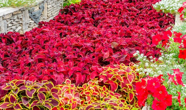 Photo a row of plants with red flowers in the middle