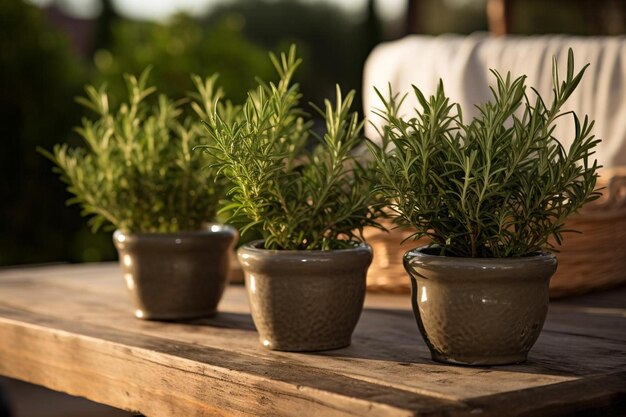 テーブルの上に植物の入った鉢が並んでいる