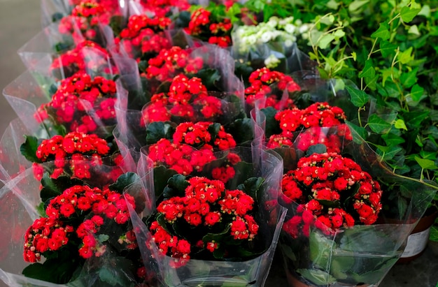 Photo row of potted coral red kalanchoe blossfeldiana plant for salein the garden shop.