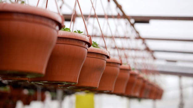 A row of potted plants hanging in a greenhouse