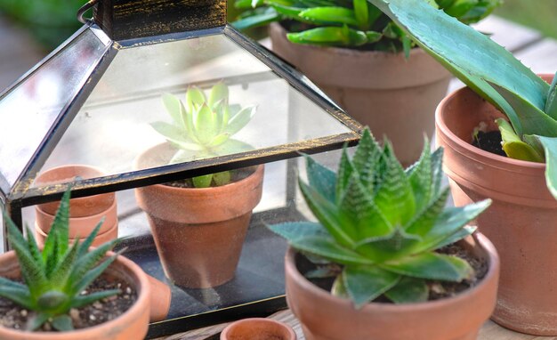 Photo a row of potted plants with a watch on it