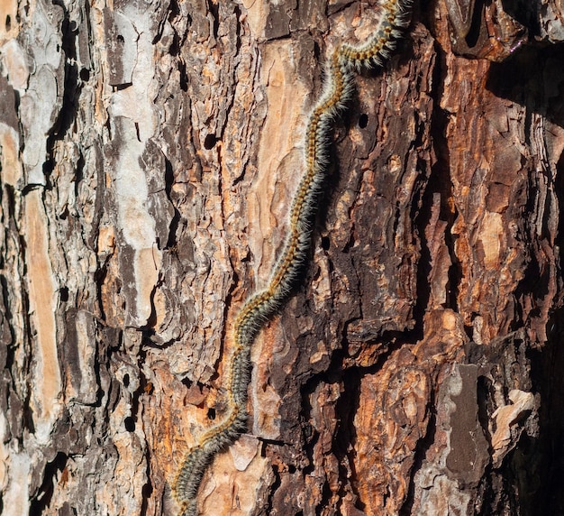 A row of processionary caterpillar coming down a pine tree.