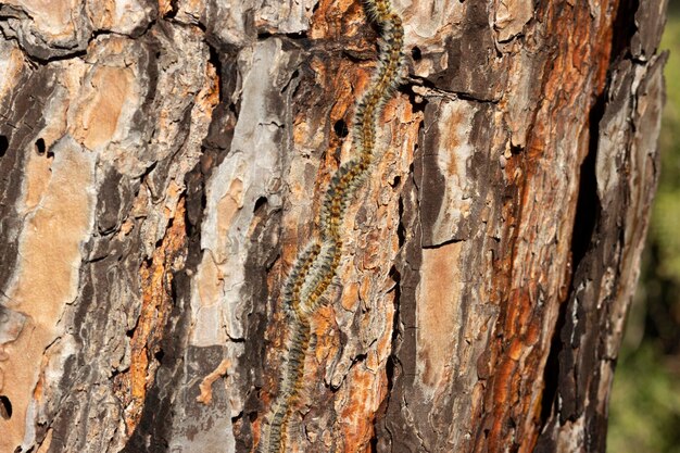 A row of processionary caterpillar coming down a pine tree.