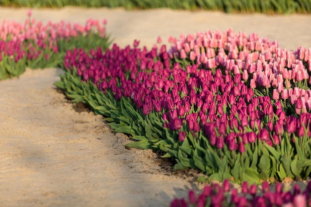 A row of purple tulips in a garden