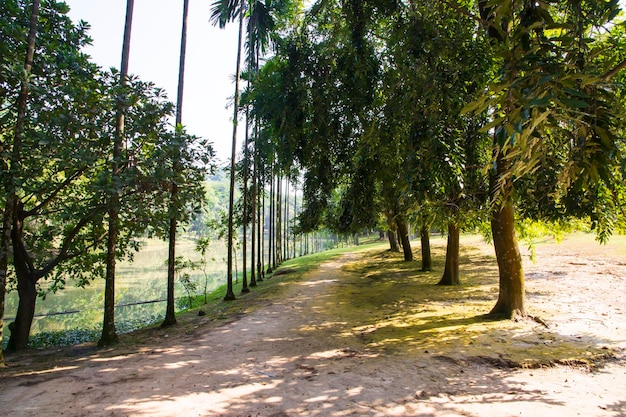 A row of rows trees in the park landscape view