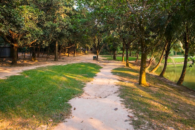 A row of rows trees in the park landscape view