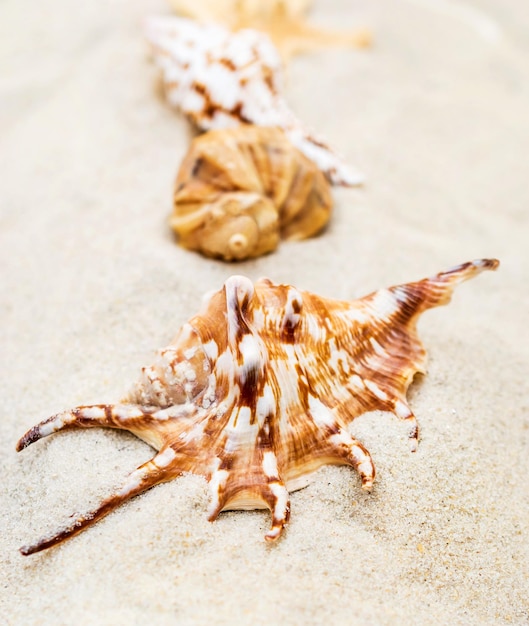 Row of seashells on the sand Close up