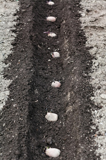 Row of seed potatoes in furrow