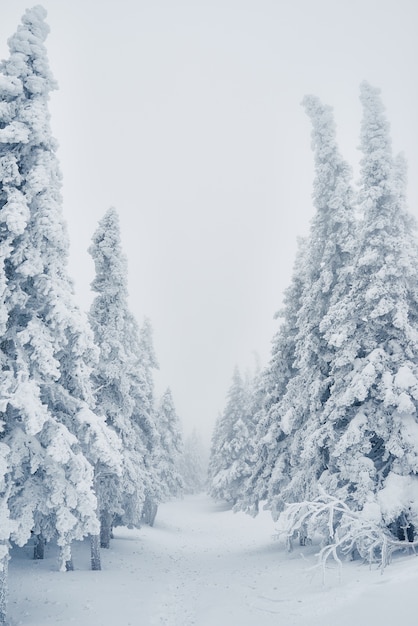 Row of snowy spruces