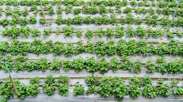 上から見たイチゴの植物の列