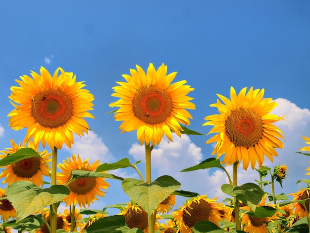 A row of sunflowers with the word sunflowers on the bottom.