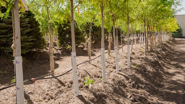 Row of trees in local garden center.