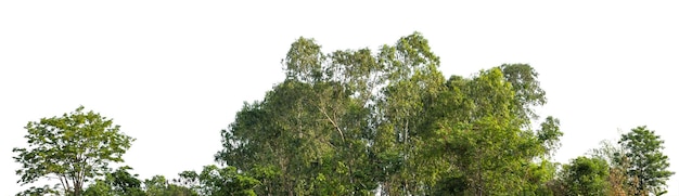 Row of trees and shrubs isolate on white background