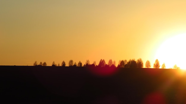 A row of trees at sunset in a field